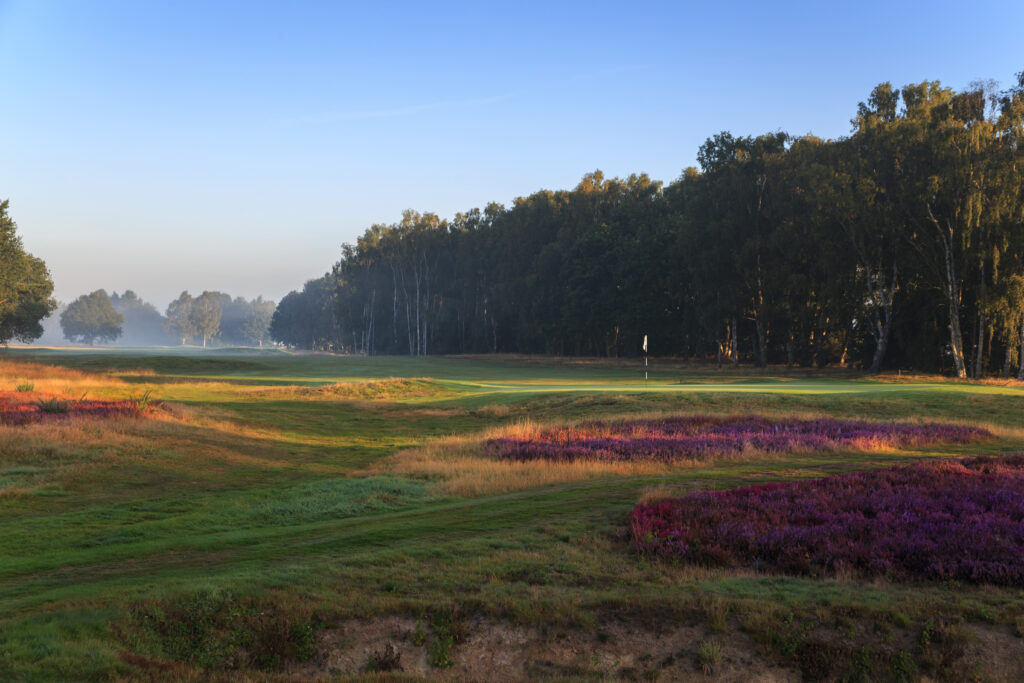 Purple heather in flower beside a green framed by silver birch trees at Fulford Golf Club, York